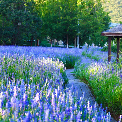 1000pcs Mixed Lavender Seeds for Planting, Non-GMO Heirloom Lavender Perennial Flower Seeds Plants, Open Pollinated Beauty Home Garden Flowers in Outdoors Indoors