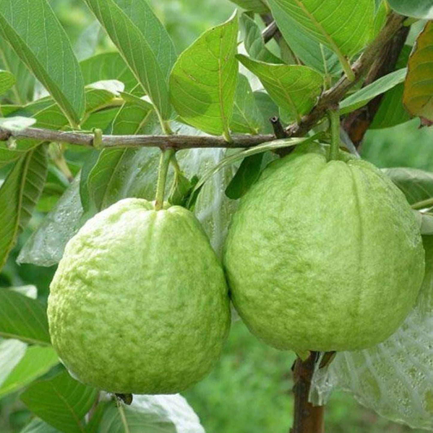 Dwarf Guava Seeds for Planting Outdoor, 89Pcs Guava Tree Fruits Seeds Non-GMO Heirloom Sweet Edible Fruit, Sweet Juicy Fruits Plants in Your Home Garden