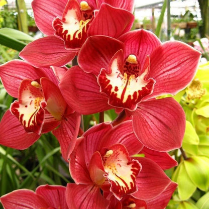 100pcs Mix Orchid Seeds for Planting - Butterfly Orchid Plants Flower Seeds Home Decoration Flowers Plants