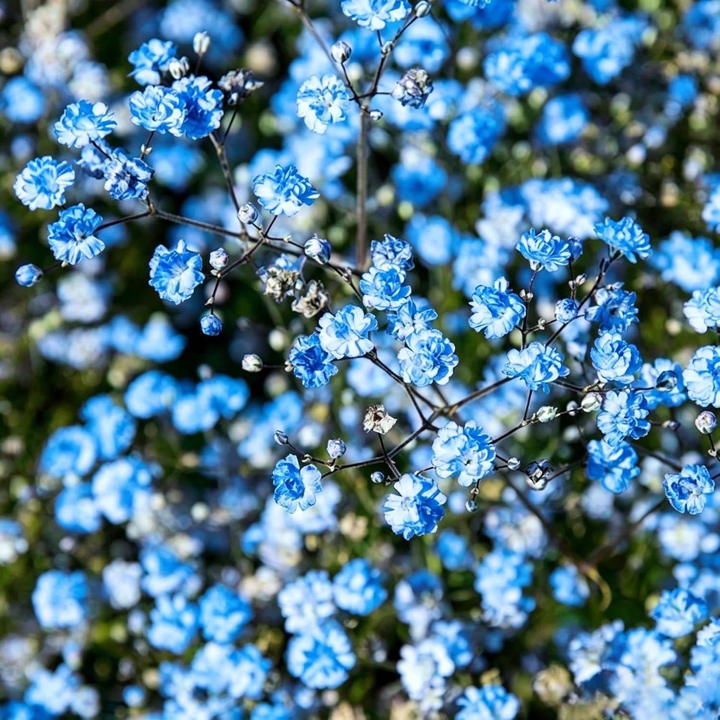 100 Mixed Annual Gypsophila Flower Seed, Non-GMO Baby's Breath Seed for Garden Outdoor