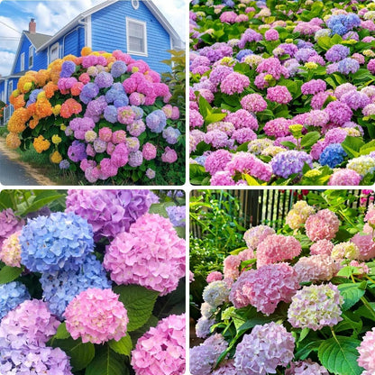 40Pcs Hydrangea Seeds Non-GMO Shade-Tolerant Perennial Flowers, Low-Maintenance & Showy Blooms for Outdoor Garden
