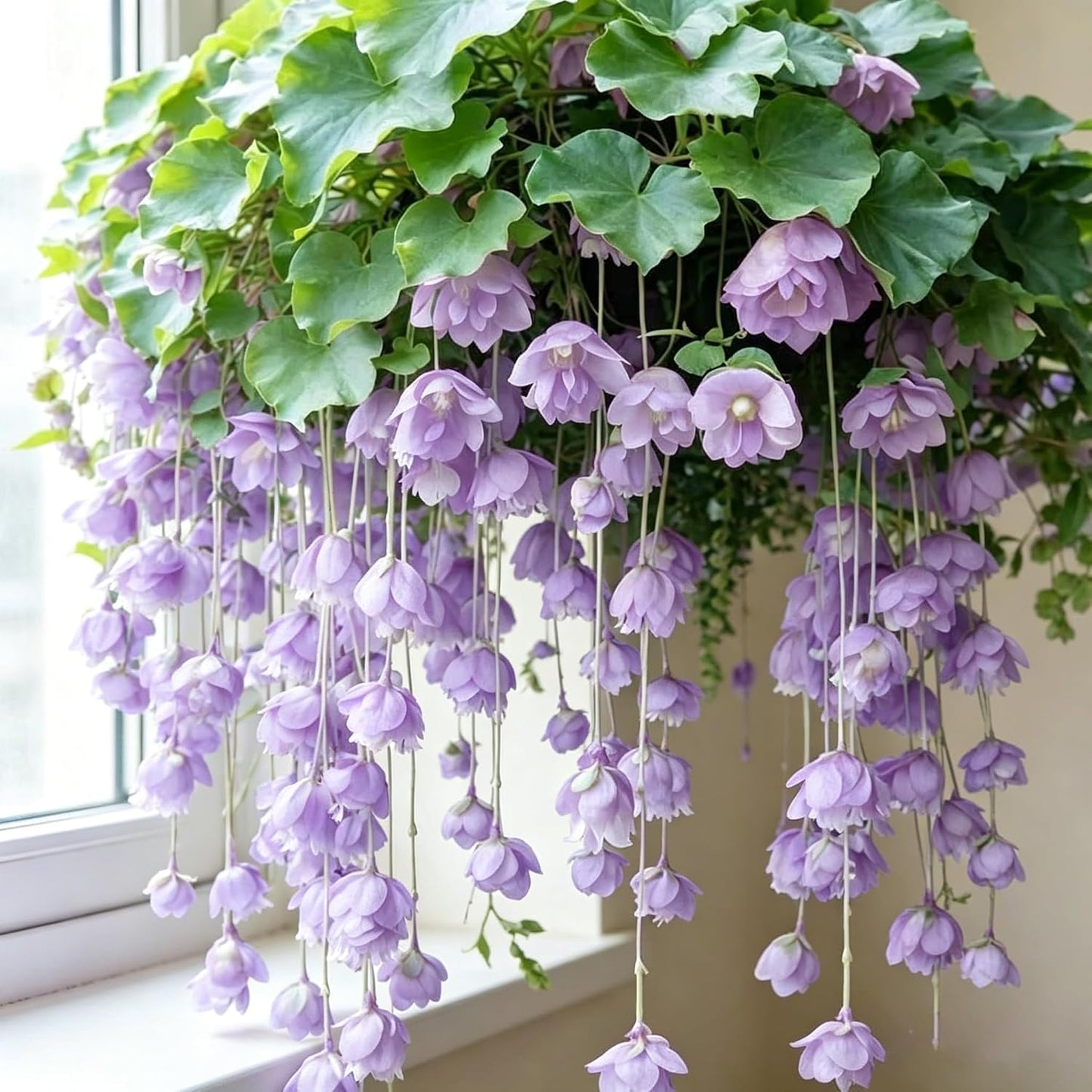 300pcs Hanging Begonia Seeds for Planting,   Heirloom Non-GMO Perennial Plant for Basket Outdoor Indoor