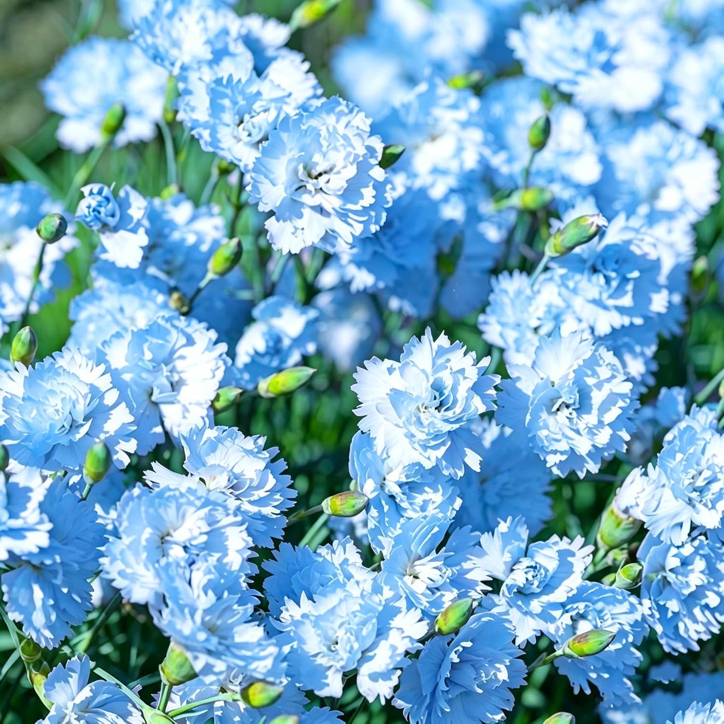 Mix Carnation 200 pcs Perennia Carnation Seeds Non-GMO Heirloom Open Pollinated Beauty Home Garden for Outdoors
