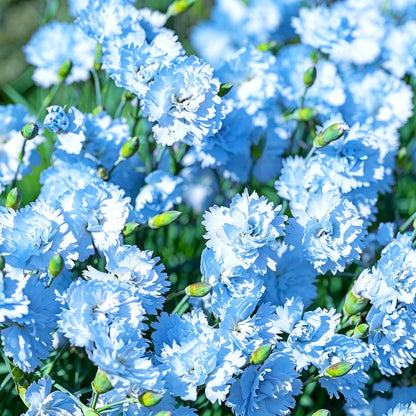 Mix Carnation 200 pcs Perennia Carnation Seeds Non-GMO Heirloom Open Pollinated Beauty Home Garden for Outdoors