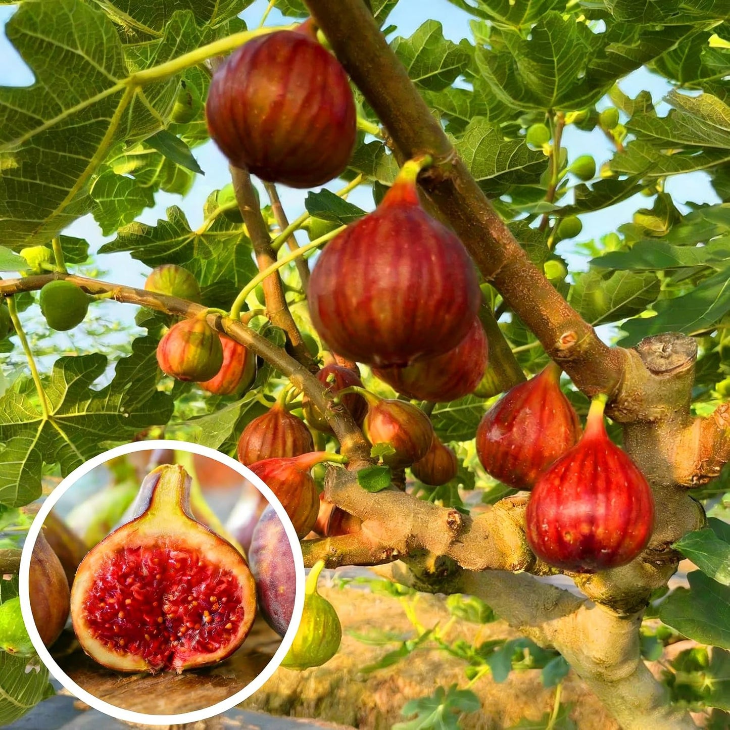 300Pcs Fig Seeds Easy to Establish great for novice yard styling, large corner formation and permanent landscape design