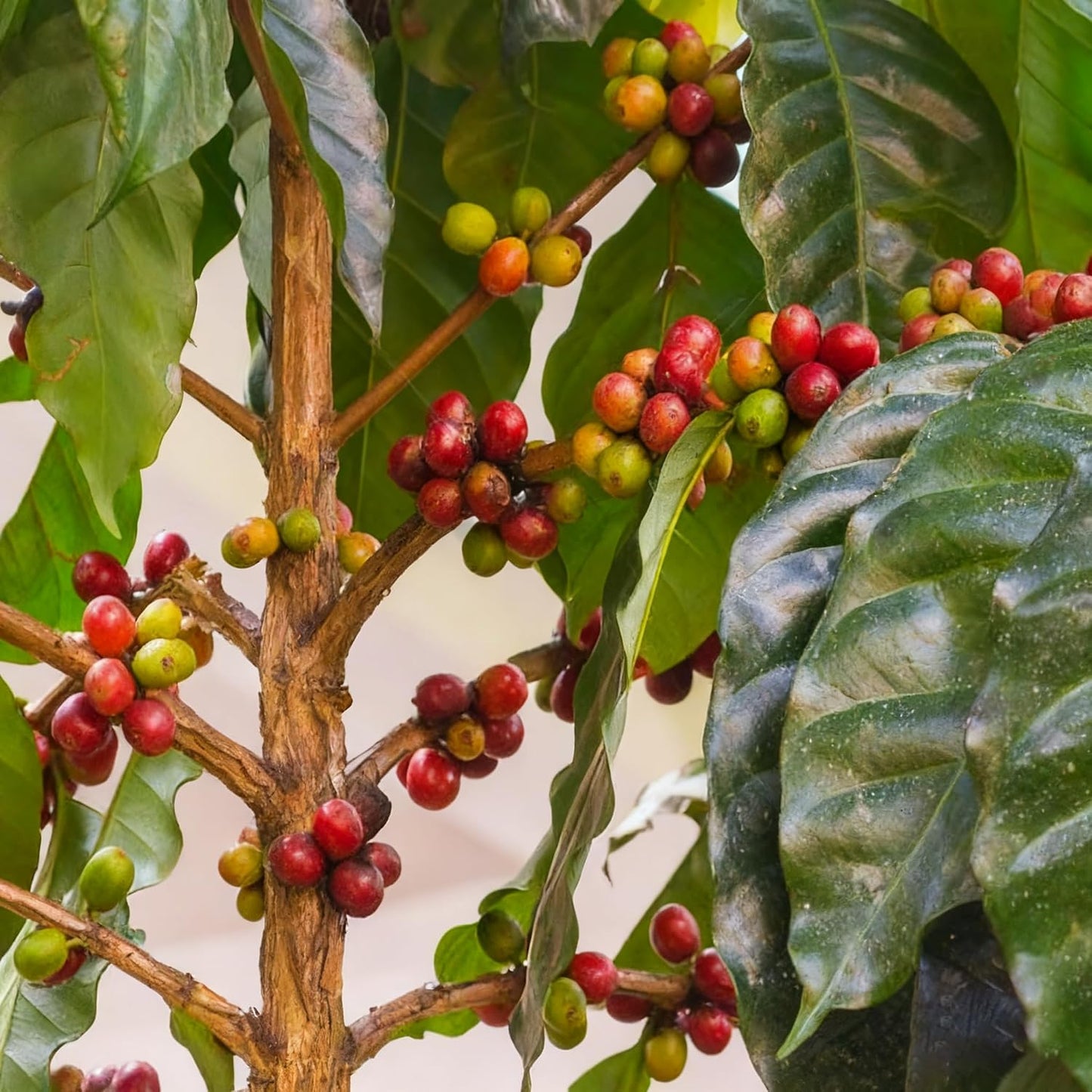 29Pcs Perfect For Simple And Enjoyable Growing Coffee Seeds Easy To Grow For Home Hobbyists