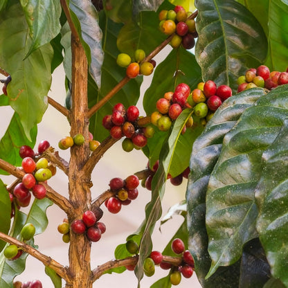 29Pcs Perfect For Simple And Enjoyable Growing Coffee Seeds Easy To Grow For Home Hobbyists