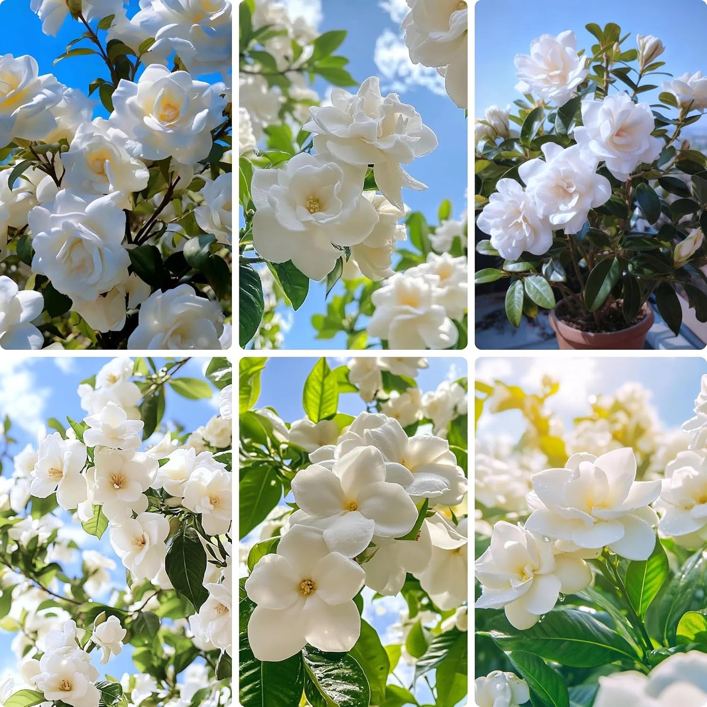 85Pcs Gardenia Seed for Planting, Non-GMO Heirloom Fragrant Gardenia Seeds for Home Garden