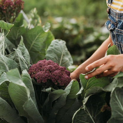 Purple Cauliflower - 200 Seeds - Rare Purple Cauliflower Variety, Non-GMO, Heirloom Cauliflower Seeds for Planting in The Home Garden