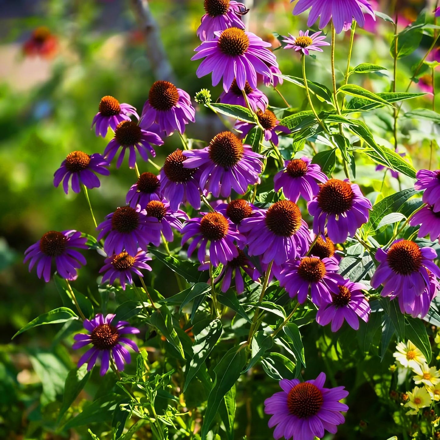 200pcs Perennial Hardy Double ConeFlower Seeds Plants, Non-GMO Heirloom Hummingbirds Open Pollinated Flowers for Home Garden Outdoors