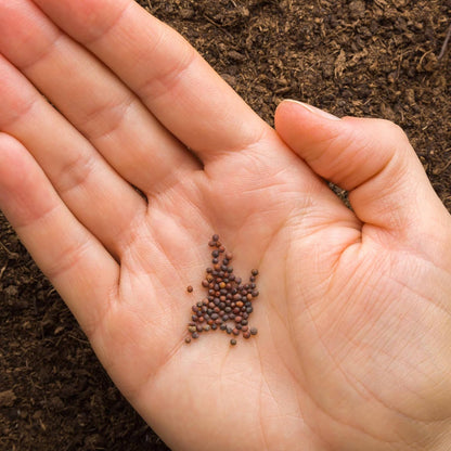 200pcs Cabbage Seeds for Planting Heirloom, Non-GMO easy care