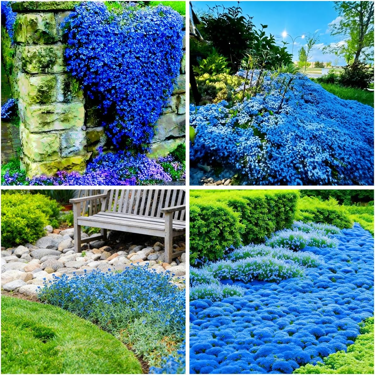 500pcs Blue Creeping Thyme Seeds Ground Cover,Blue Woolly Thyme Seeds Non-GMO Heirloom,Drought Tolerant Ground Cover Thyme Seed Silver Gray Carpet for Between Stepping Stones & Rock Outdoor