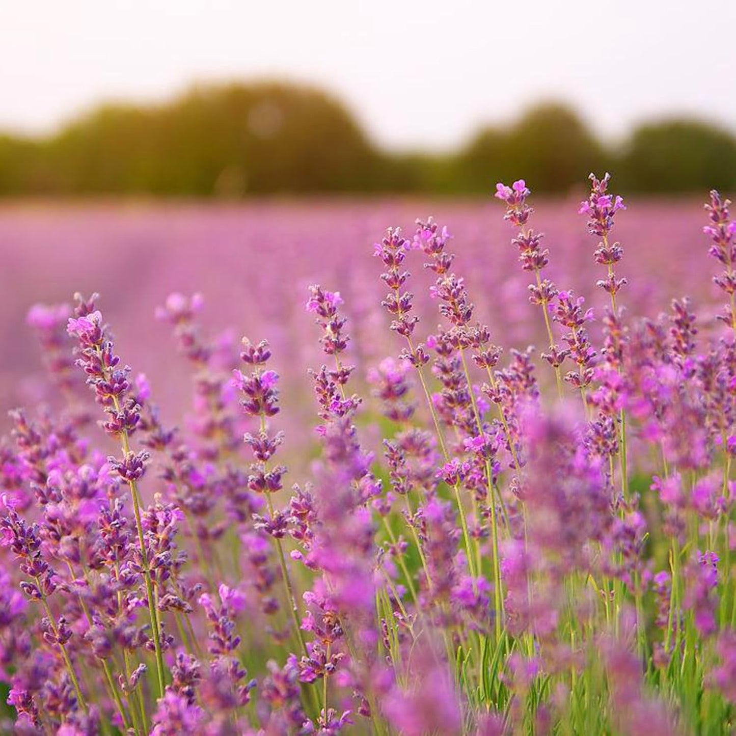 1000pcs Mixed Lavender Seeds for Planting, Non-GMO Heirloom Lavender Perennial Flower Seeds Plants, Open Pollinated Beauty Home Garden Flowers in Outdoors Indoors