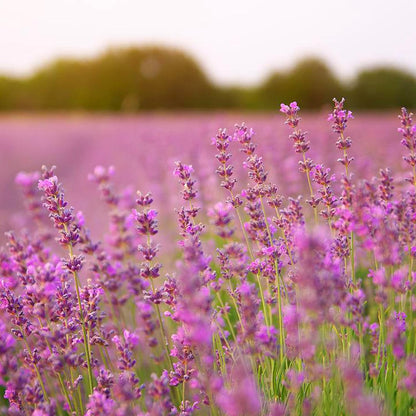1000pcs Mixed Lavender Seeds for Planting, Non-GMO Heirloom Lavender Perennial Flower Seeds Plants, Open Pollinated Beauty Home Garden Flowers in Outdoors Indoors