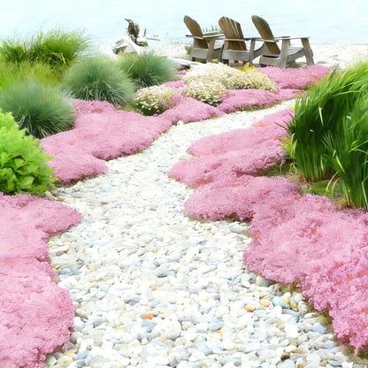 Pink Creeping Thyme Ground Cover Flower Seeds for Planting, 500pcs Perennial Pink Creeping Wild Thymus Seeds, Non-GMO Heirloom Wild Thymus Serpyllum Flower Plants for Home Garden Outdoors