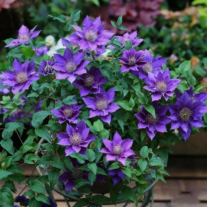 100 Mixed Clematis Seed, Bloom Climbing, Perennial Flower Plants, Non-GMO Heirloom Flower Seeds for Garden Home