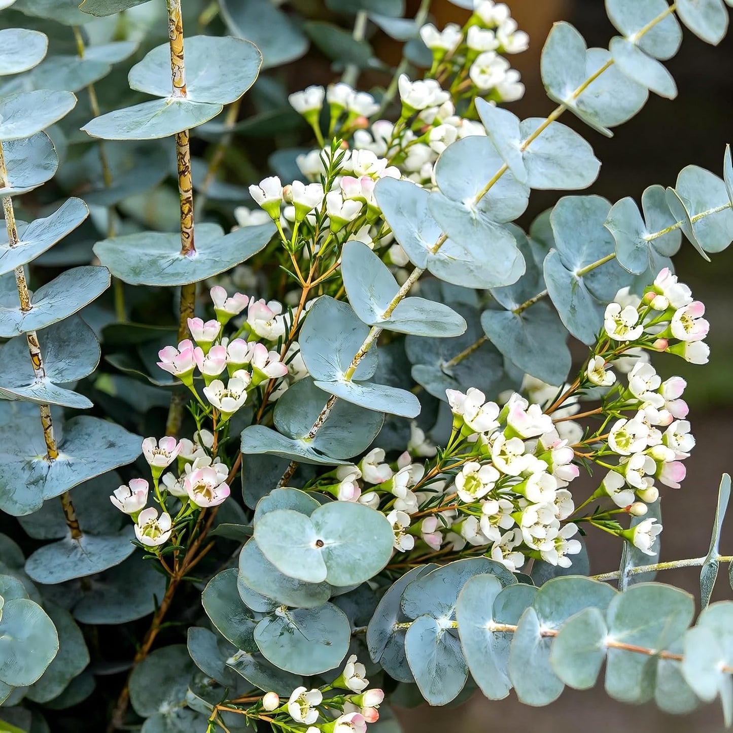 100Pcs Eucalyptus Seeds Easy to Grow and Care for perfect for spacious outdoor yards and wide courtyard decorative layout