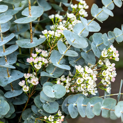 100Pcs Eucalyptus Seeds Easy to Grow and Care for perfect for spacious outdoor yards and wide courtyard decorative layout