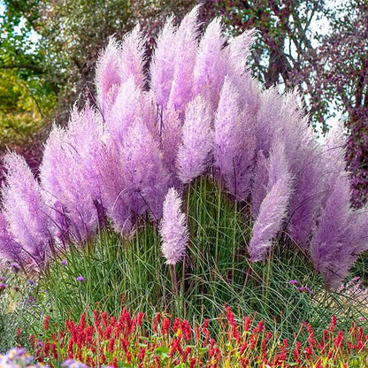 980Pcs Dependable Germination Pampas Grass Seeds For Worry Free Planting