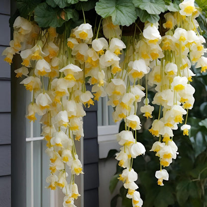 300pcs Hanging Begonia Seeds Flowers | Ornamental Garden & Basket Plant Seeds for Garden Outdoor Indoor