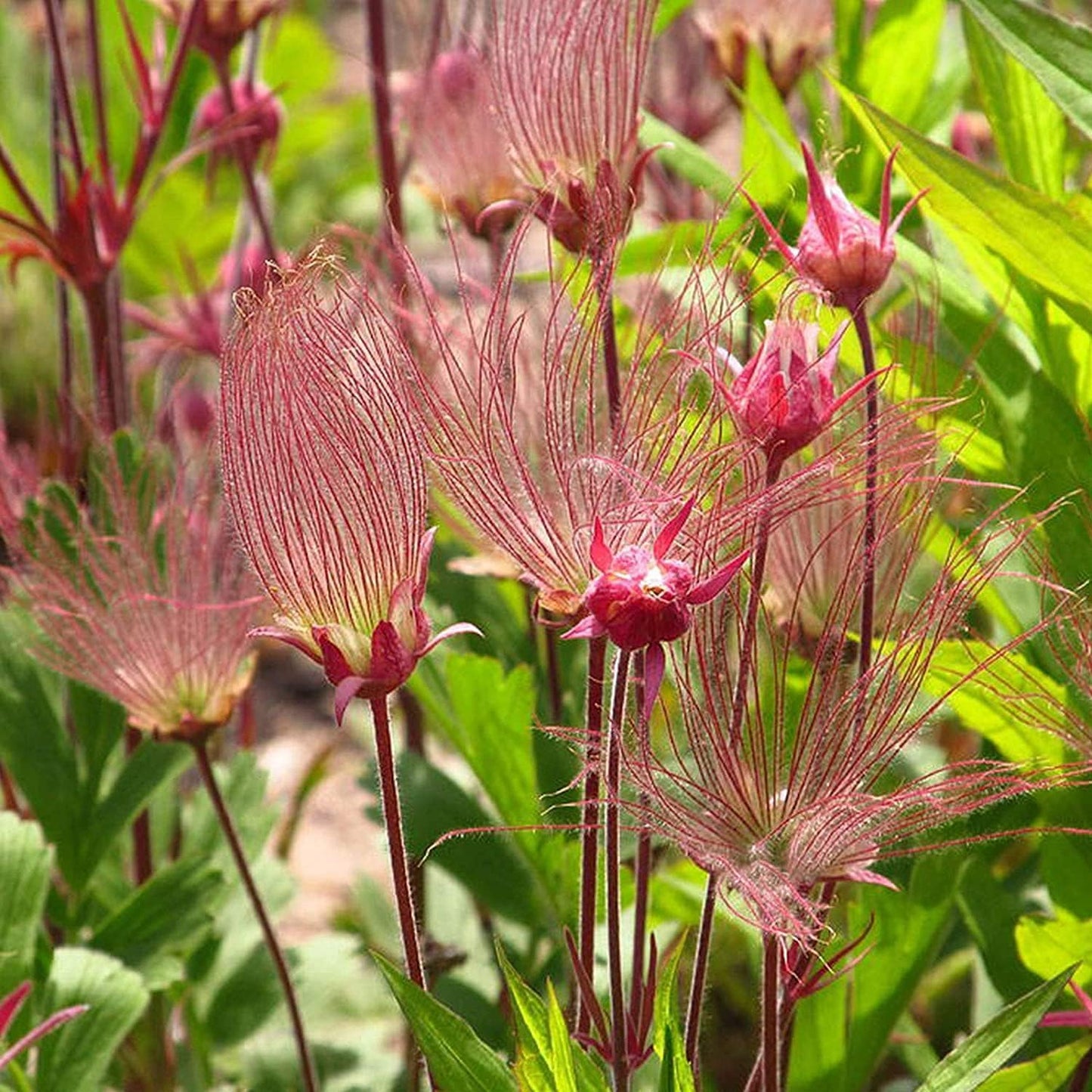 100Pcs Suitable for novice planting Prairie Smoke Seeds blend harmoniously with wildflower mixes and rocky landscape plant groupings