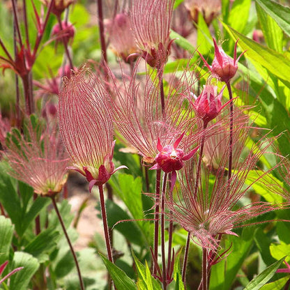 100Pcs Suitable for novice planting Prairie Smoke Seeds blend harmoniously with wildflower mixes and rocky landscape plant groupings