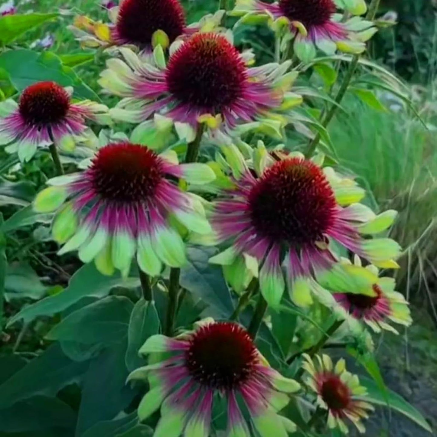 200pcs Perennial Hardy Double ConeFlower Seeds Plants, Non-GMO Heirloom Hummingbirds Open Pollinated Flowers for Home Garden Outdoors