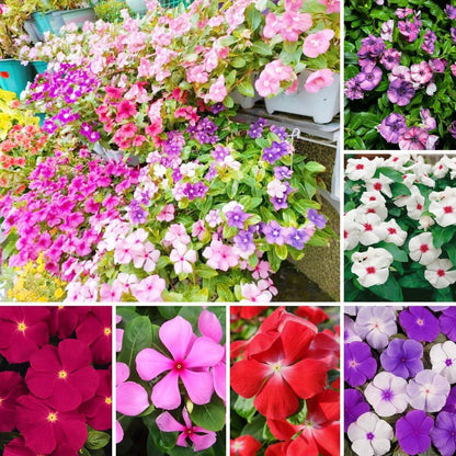 100 Periwinkle Flower Seeds for Planting – Heat & Drought Tolerant Perennial, Vibrant Mixed Colors, Ground Cover Low Maintenance Bedding Plants