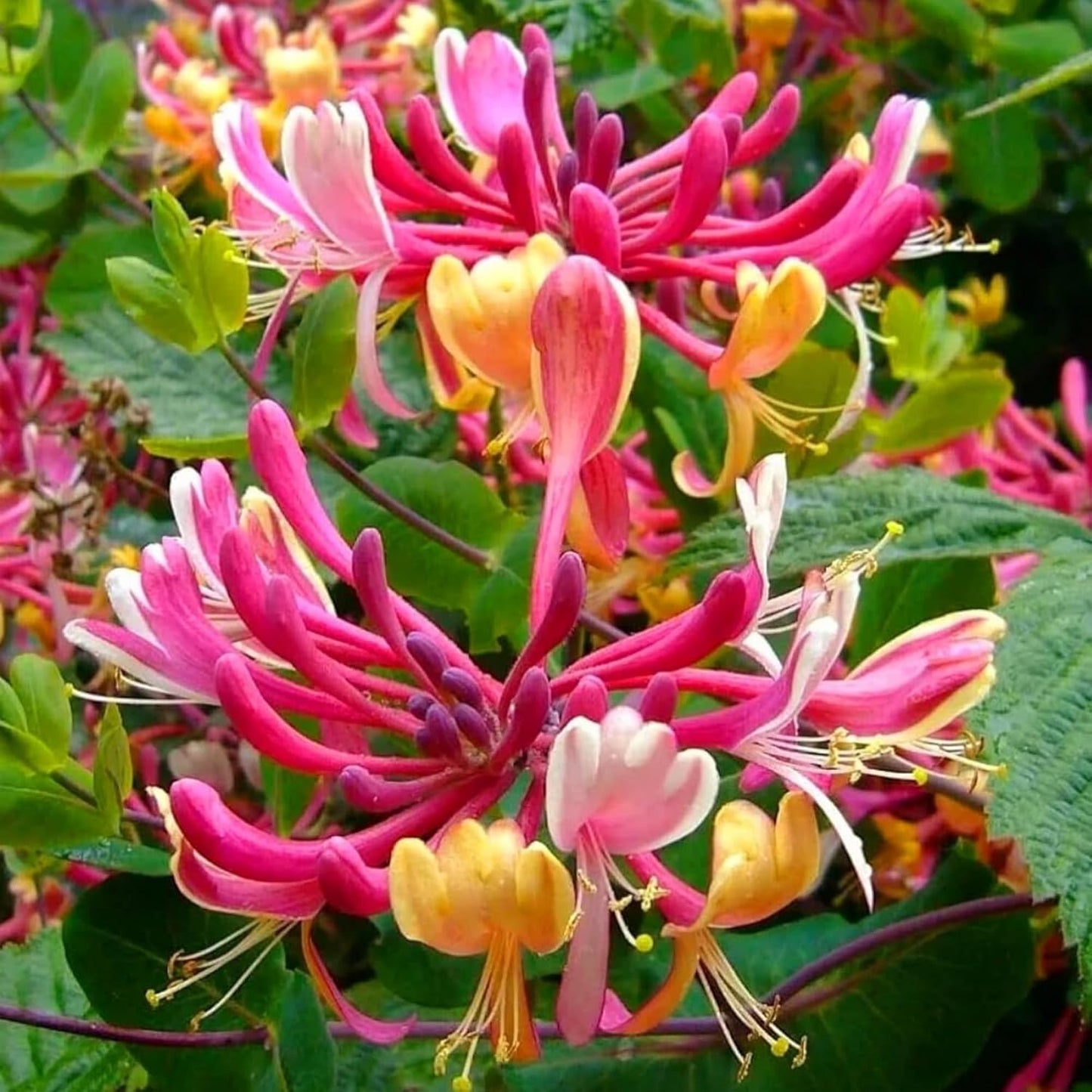 100Pcs Honeysuckle Seeds Perennial Climbing Flower Seeds Hardy Perennial Plant Seeds for Garden