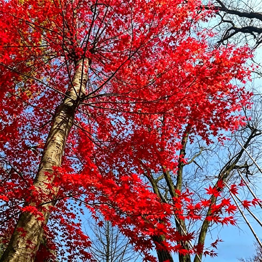 47Pcs Bonsai Red Maple Tree Seeds for Planting,Dwarf Red Japanese Maple Seeds, hade Tree Seed Shade & Ornamental Trees Fast Growing for Farms & Patio Outdoor Garden