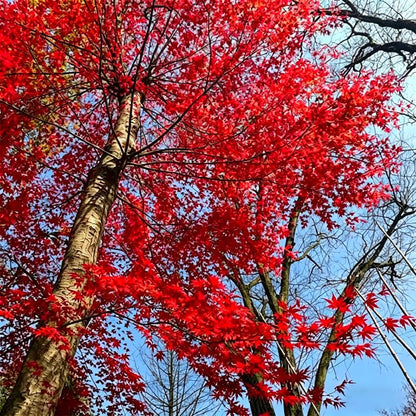 47Pcs Bonsai Red Maple Tree Seeds for Planting,Dwarf Red Japanese Maple Seeds, hade Tree Seed Shade & Ornamental Trees Fast Growing for Farms & Patio Outdoor Garden