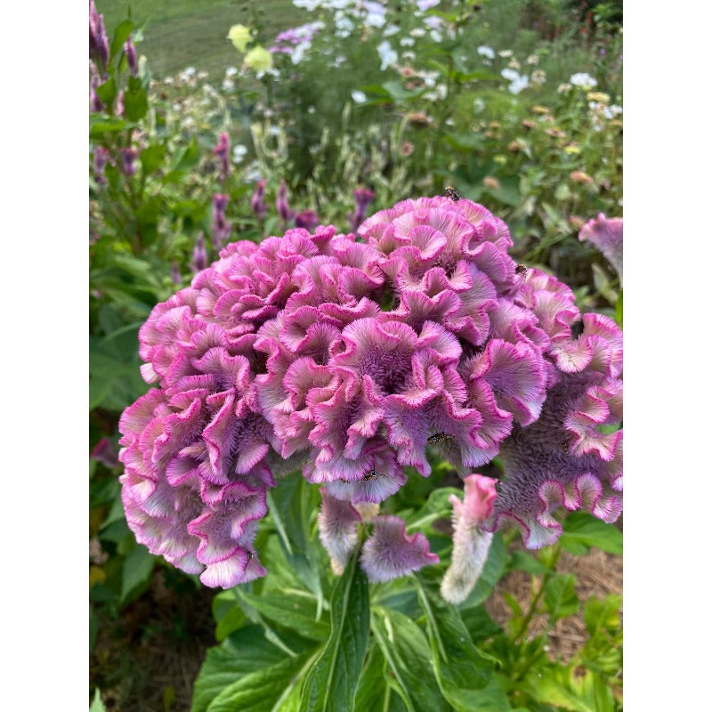200pcs Mixed Celosia Seeds- Brain Celosia argentea, Heirloom Summer Annual