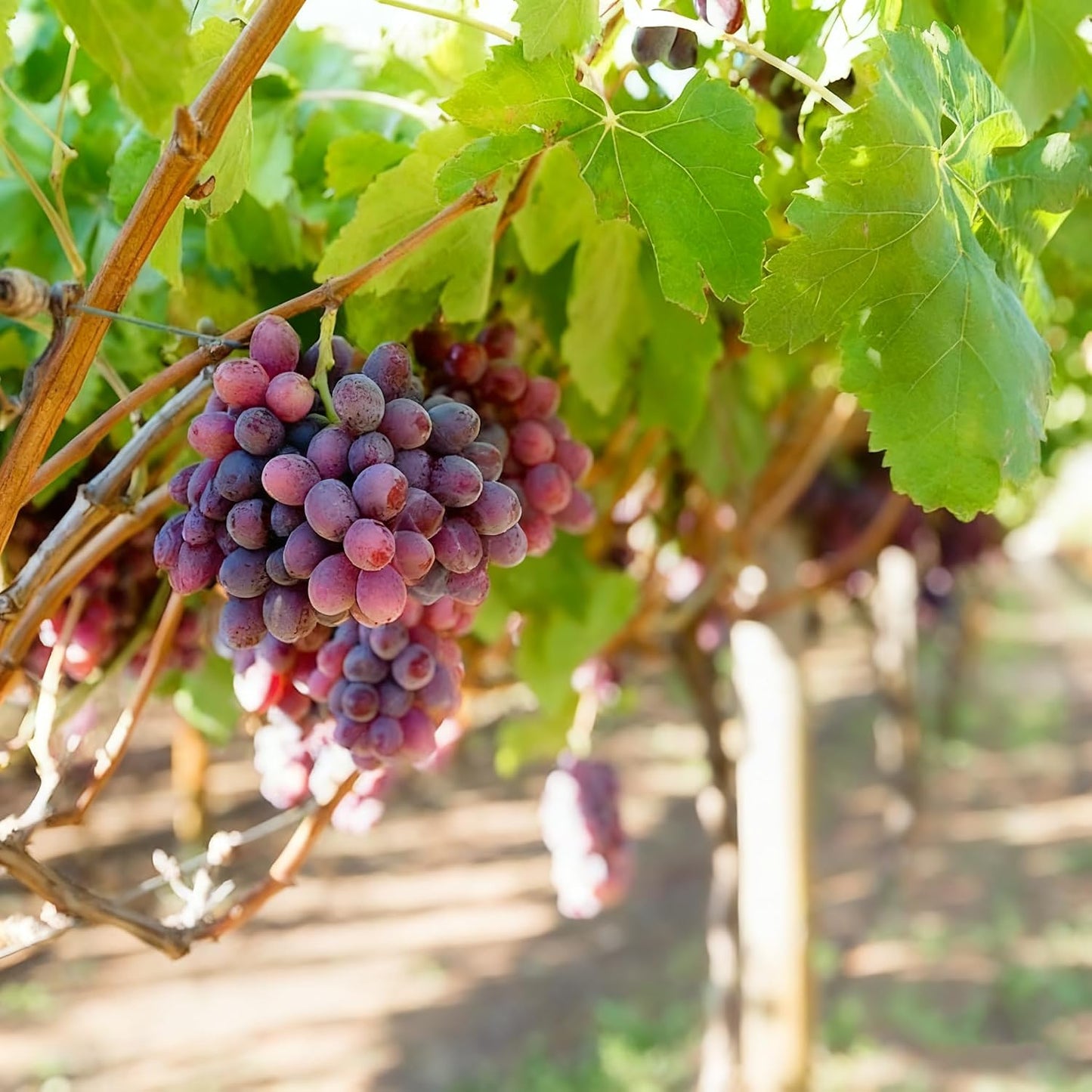 50Pcs Grape Fruit Seeds for Planting, Vitis vinifera Fruit Seed, Non-GMO Heirloom Red Grape Fruit Seeds for Small Garden Border, Home Outdoor