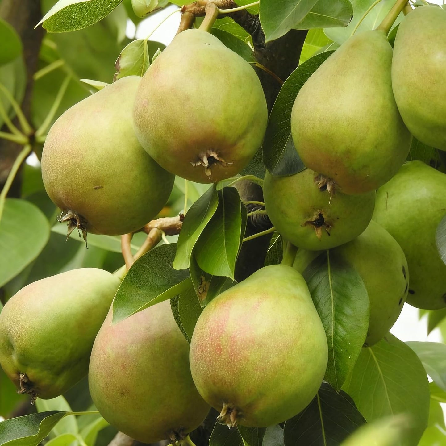 50Pcs Pear Seeds Suitable for planting form well-defined symmetrical crowns with fine textured layered foliage, ideal for courtyard accent decoration, garden perimeter arrangement and residential landscape layout