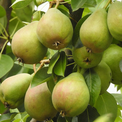 50Pcs Pear Seeds Suitable for planting form well-defined symmetrical crowns with fine textured layered foliage, ideal for courtyard accent decoration, garden perimeter arrangement and residential landscape layout