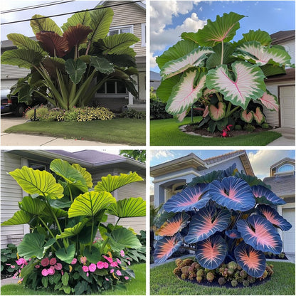 100Pcs Elephant Ear Seeds Suitable for casual planting feature strong natural vitality for fast large foliage garden establishment