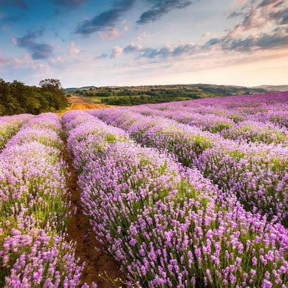 1000pcs Lavender Seeds for Planting, Purple Perennial Heirloom Lavender Seeds, Perennial Flower Tracheophyta for Garden Indoor Outdoor and Home