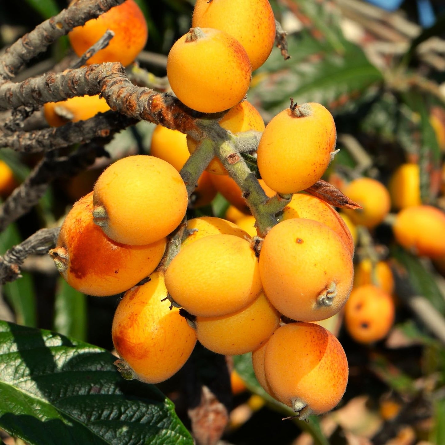 10Pcs Loquat Seeds Perfect for beginner sowing adapt well to open ground placement and garden plot cultivation
