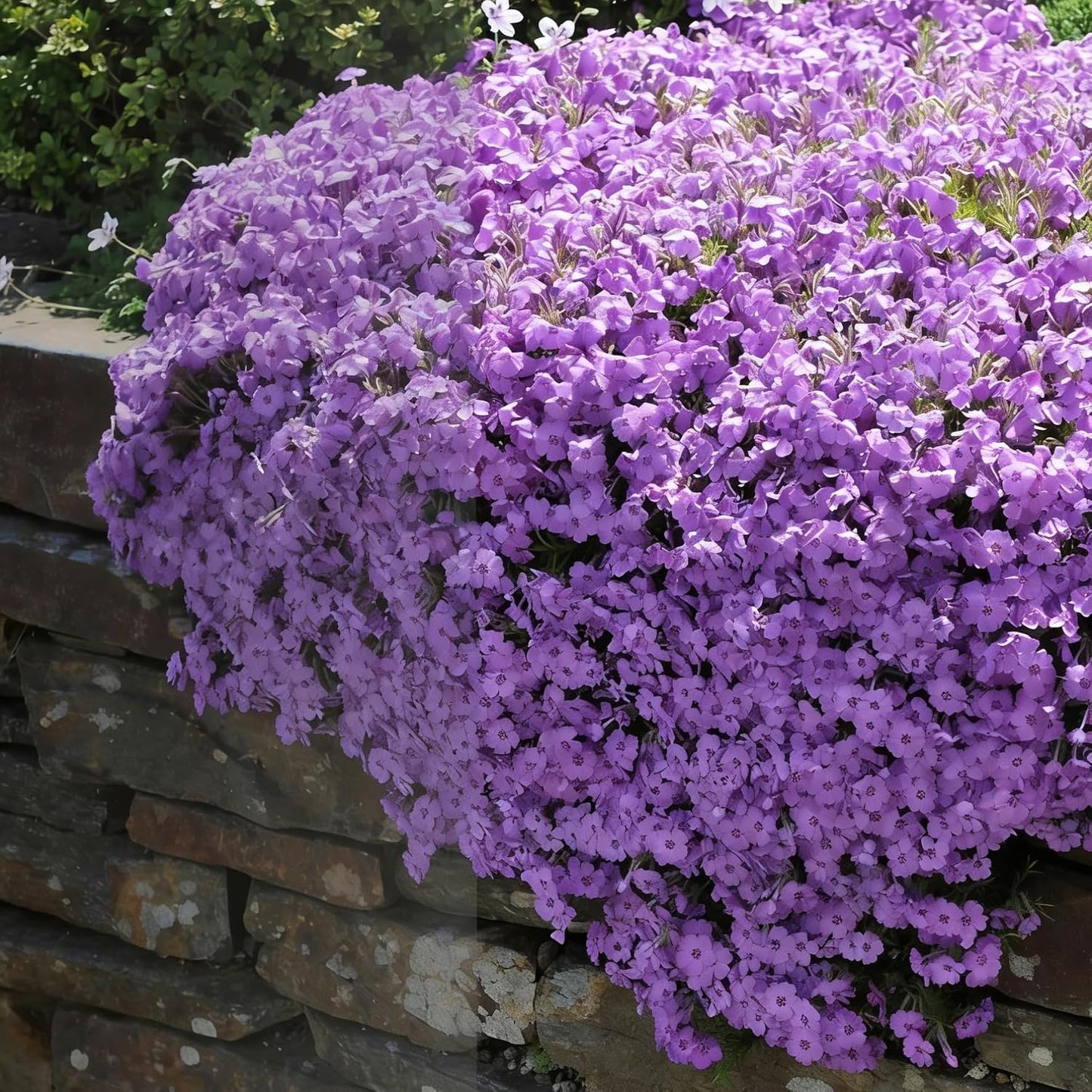 500pcs Creeping Phlox Seeds for Planting,  Non-GMO Heirloom Dwarf Ground Cover Beauty Flowers Plants for Home Garden Outdoors
