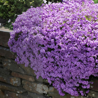 500pcs Creeping Phlox Seeds for Planting,  Non-GMO Heirloom Dwarf Ground Cover Beauty Flowers Plants for Home Garden Outdoors