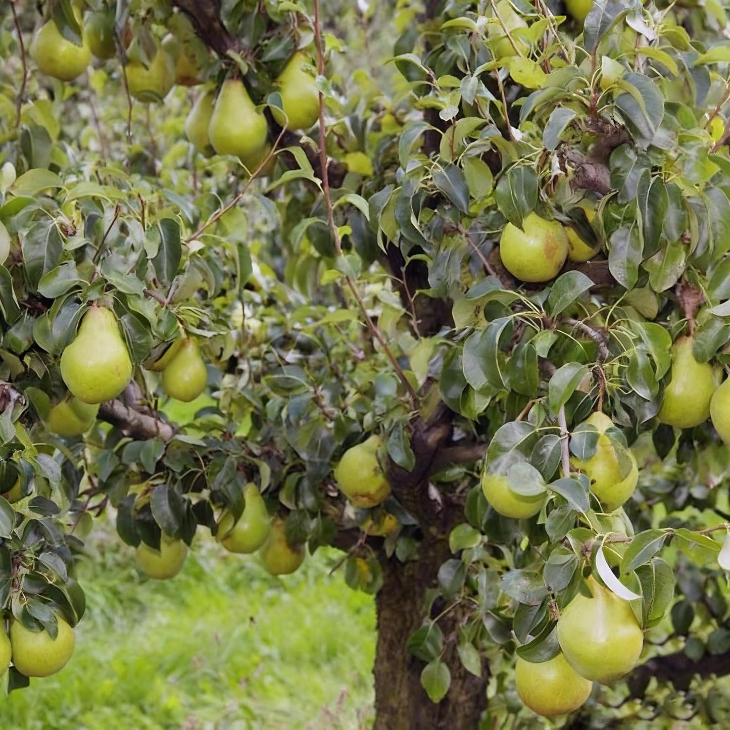 50Pcs Pear Seeds Suitable for planting form well-defined symmetrical crowns with fine textured layered foliage, ideal for courtyard accent decoration, garden perimeter arrangement and residential landscape layout