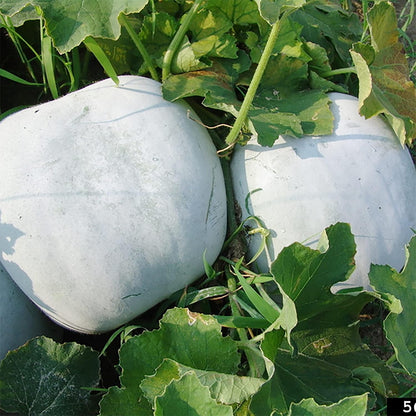 30pcs Winter Melon Seeds Simple to Grow add broad lush texture to plain garden grounds and trellis spaces