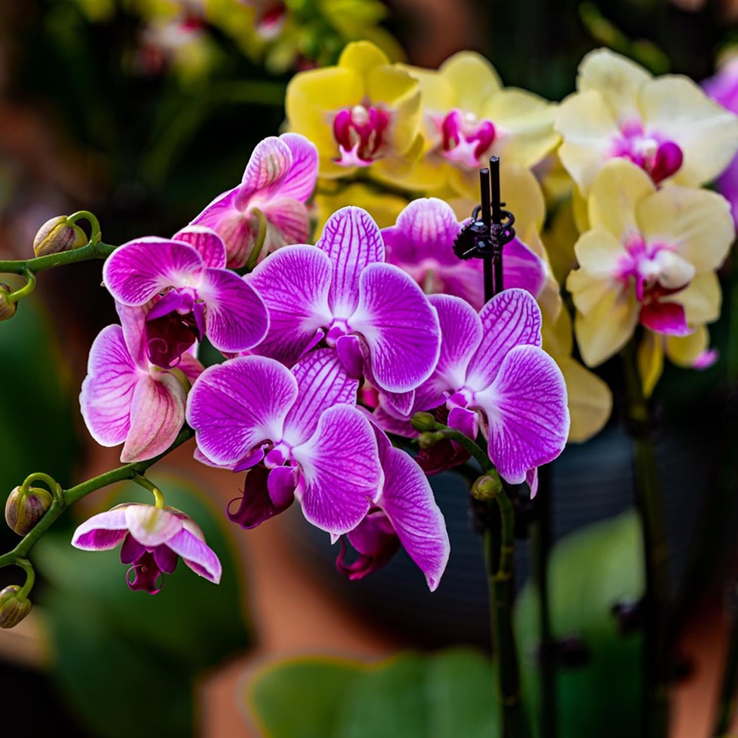 100Pcs Orchid Seeds for planting in indoor corners and shaded outdoor decorative spaces