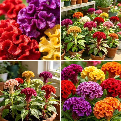 200Pcs Mixed Celosia Seeds for Planting, Crested Velvety Fan-Shaped Blooms Heat-Loving Annual, Non-GMO for Home Garden Borders and Containers