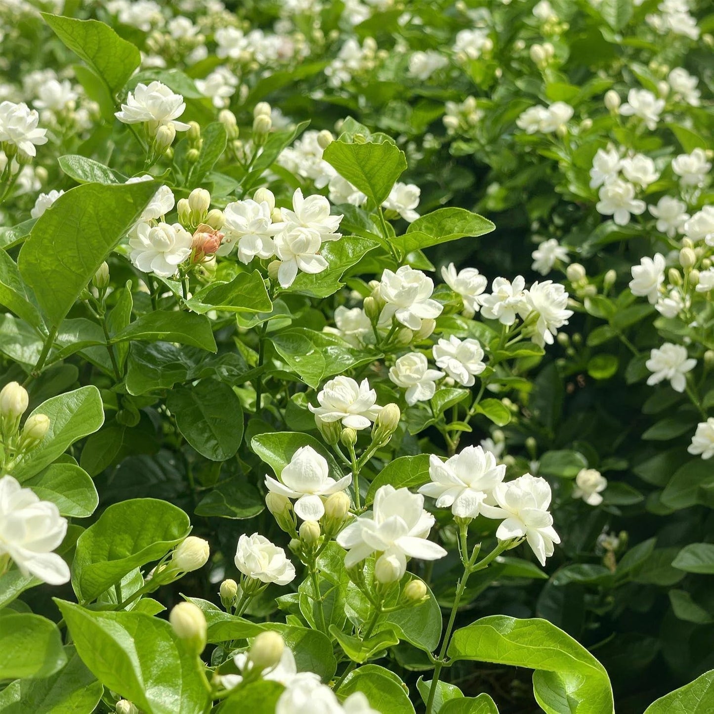 90Pcs Gardenia Seeds Fragrant Perennial Climbing Vine Shrub Bush for Indoor Outdoor Home Garden