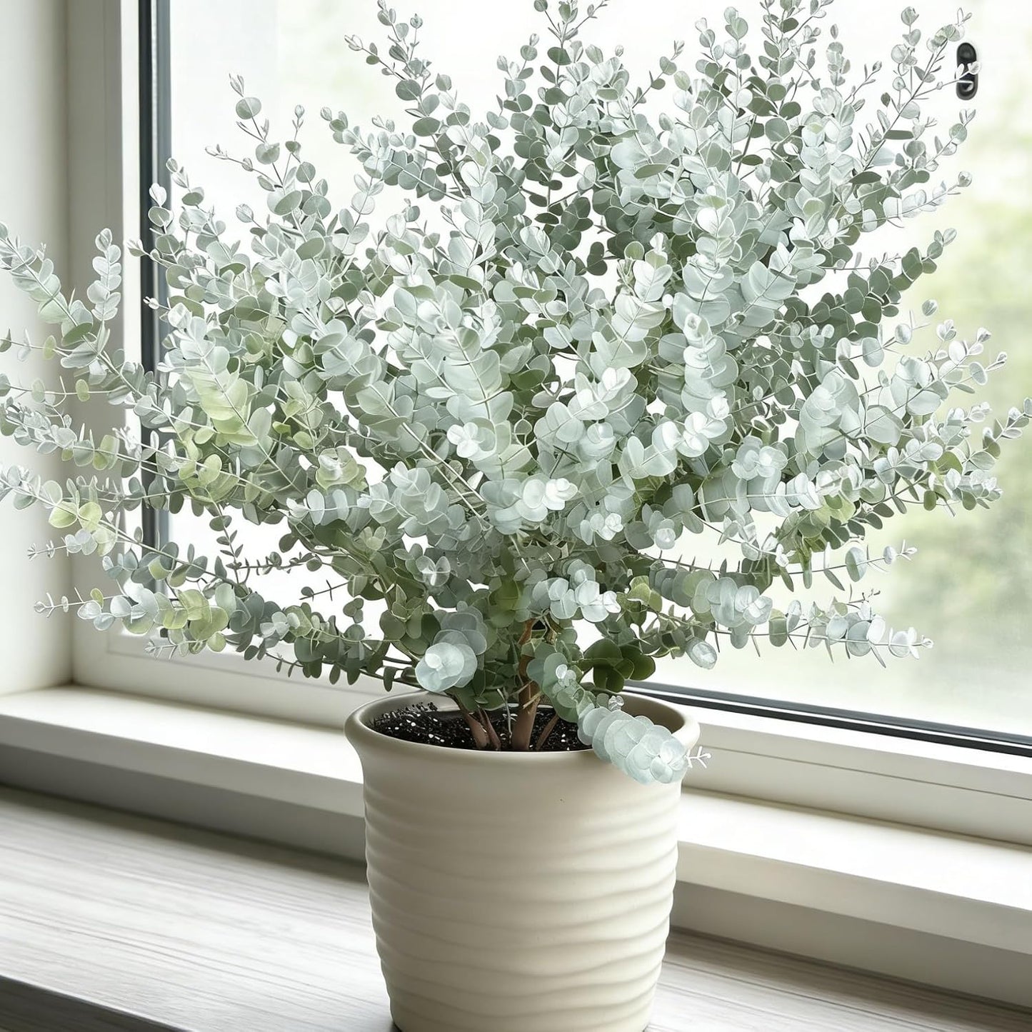 100Pcs Eucalyptus Seeds Simple to Cultivate form tall dense branching structure for natural yard privacy and backdrop embellishment