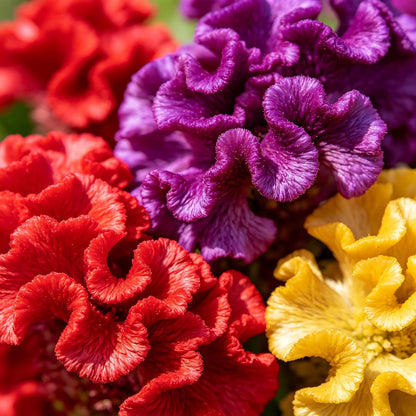 200Pcs Mixed Celosia Seeds for Planting, Crested Velvety Fan-Shaped Blooms Heat-Loving Annual, Non-GMO for Home Garden Borders and Containers