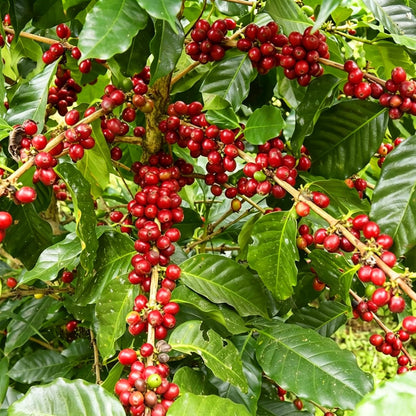 30Pcs Coffee Bean Trees Seeds for Planting Perennial Coffee Seeds Plants, Non-GMO Heirloom Premium Beauty Flowers Plants for Home Garden Outdoors