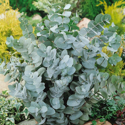 98Pcs Aromatic Eucalyptus Tree Seeds Heirloom Evergreen Plant, Quick Germination, Fragrant Silver-Green Foliage, Cold Tolerant, Perfect for Outdoor Landscaping & Indoor Drying
