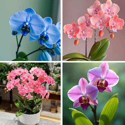 100pcs Orchid Flower Seed for Planting,  Perennial Plant Seed, Non-GMO Heirloom Flower Seed for Home Garden Outdoor